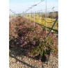 ABELIA EDWARD GOUCHER En pot de 15-20 litres