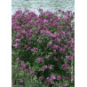 SYRINGA BLOOMERANG DARK PURPLE