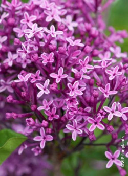 SYRINGA BLOOMERANG DARK PURPLE
