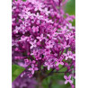 SYRINGA BLOOMERANG DARK PURPLE