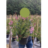 SYRINGA BLOOMERANG PINK PERFUMEEn pot de 10-12 litres
