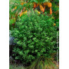 PITTOSPORUM tenuifolium EMERALD DOME