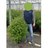 PITTOSPORUM tenuifolium EMERALD DOME En pot de 7-10 litres