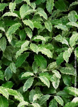 PITTOSPORUM tenuifolium IRENE PATERSON