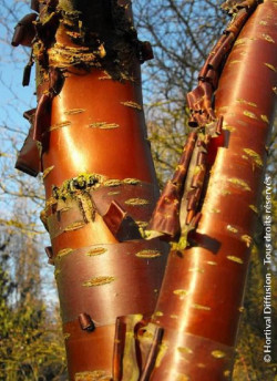 PRUNUS serrula AMBER SCOTS