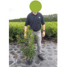 PRUNUS lusitanica BRENELIA En pot de 4-5 litres 