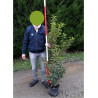 PRUNUS lusitanica BRENELIA En pot de 10-12 litres 