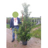 PRUNUS lusitanica BRENELIA En pot de 25-30 litres 