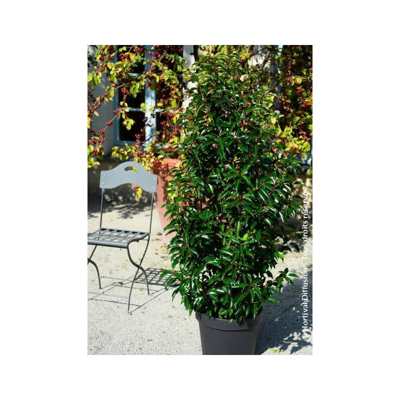 PRUNUS lusitanica MYRTIFOLIA 