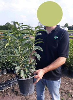 PRUNUS laurocerasus GENOLIA En pot de 4-5 litres
