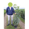 PRUNUS laurocerasus GENOLIA En pot de 7-10 litres