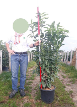PRUNUS laurocerasus GENOLIA En pot de 15-20 litres