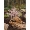 PRUNUS incisa KOJO NO MAI