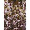 PRUNUS incisa KOJO NO MAI