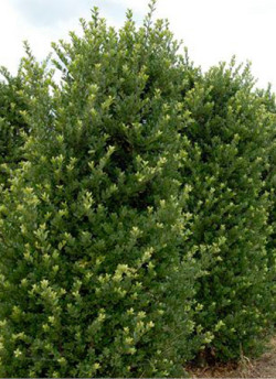 ILEX crenata
