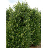 ILEX crenata