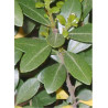 ILEX crenata