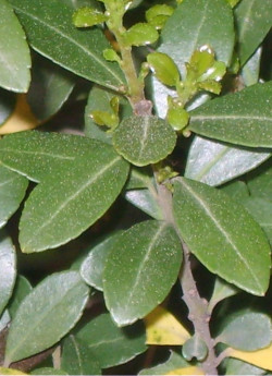 ILEX crenata (Houx crénelé ou houx japonais)
