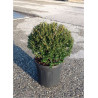 ILEX crenata (Houx crénelé, houx à petites feuilles ou houx japonais) En pot forme boule