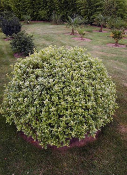 OSMANTHUS heterophyllus VARIEGATUS