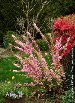 PRUNUS triloba MULTIPLEX