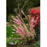 PRUNUS triloba MULTIPLEX