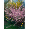 PRUNUS triloba MULTIPLEX
