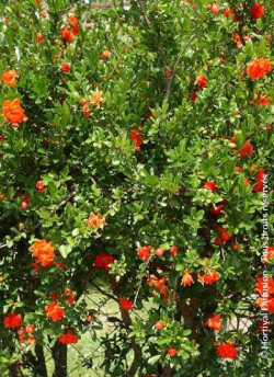 PUNICA granatum f. plena