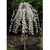PRUNUS SNOW FOUNTAINS