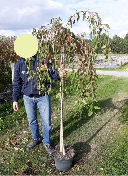 PRUNUS SNOW FOUNTAINS En pot de 10-12 litres forme tige hauteur du tronc 110-130 cm