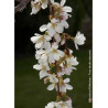 PRUNUS SNOW FOUNTAINS