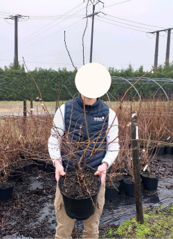 PRUNUS subhirtella AUTUMNALIS ROSEA En pot de 10-12 litres
