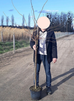 PRUNUS subhirtella AUTUMNALIS ROSEA En pot de 10-12 litres forme tige hauteur du tronc 110-130 cm