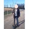 PRUNUS subhirtella AUTUMNALIS ROSEA En pot de 10-12 litres forme tige hauteur du tronc 110-130 cm