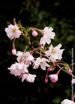 PRUNUS subhirtella AUTUMNALIS ROSEA