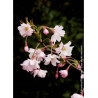 PRUNUS subhirtella AUTUMNALIS ROSEA