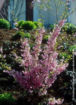 PRUNUS subhirtella FUKUBANA