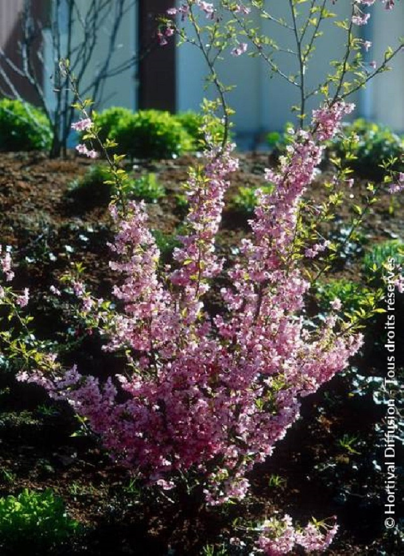 PRUNUS subhirtella FUKUBANA