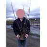 PRUNUS subhirtella FUKUBANA En pot de 4-5 litres