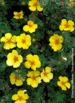 POTENTILLA fruticosa GOLDSTAR