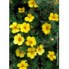 POTENTILLA fruticosa GOLDSTAR
