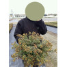 POTENTILLA fruticosa GOLDSTAR En pot de 4-5 litres