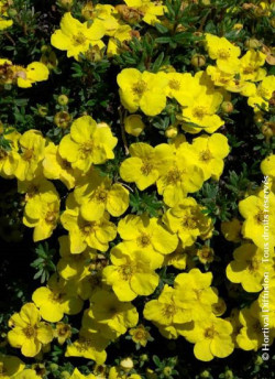 POTENTILLA fruticosa KOBOLD