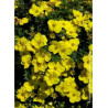 POTENTILLA fruticosa KOBOLD