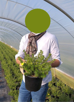 POTENTILLA fruticosa KOBOLD En pot de 4-5 litres