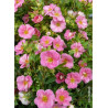 POTENTILLA fruticosa PINK PARADISE