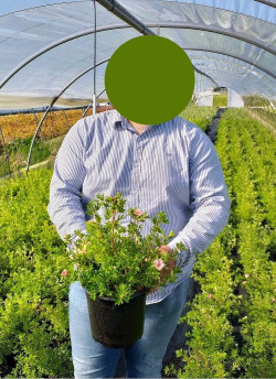 POTENTILLA fruticosa PINK PARADISE En pot de 4-5 litres