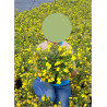 POTENTILLA fruticosa GOLDFINGER En pot de 4-5 litres