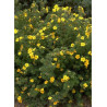 POTENTILLA fruticosa GOLDFINGER