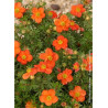 POTENTILLA fruticosa RED JOKER